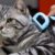 KEDİ VE KÖPEKLERDE AŞIRI TÜY DÖKÜMÜ
